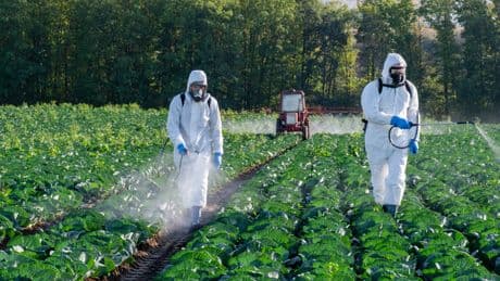 Députés et sénateurs trouvent un compromis sur la loi Duplomb, incluant la réintroduction d’un pesticide