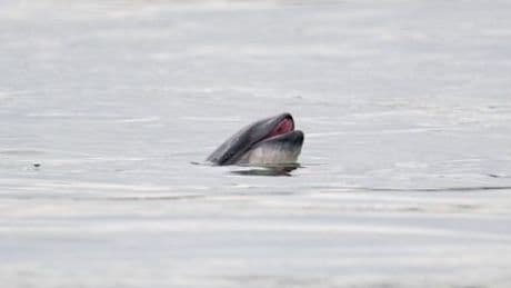 Ostsee: Schweinswal-Population geht drastisch zurück