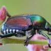 FAVV roept op tot alertheid nadat schadelijke Japanse kevers dood zijn aangetroffen