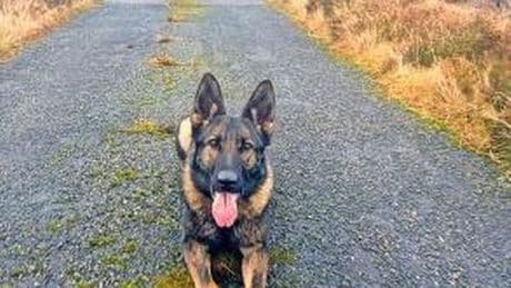Justice chief faces fresh questions over death of tragic police dog Zara