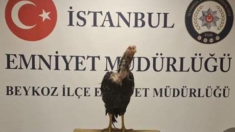 İstanbul'da bir tuhaf operasyon: 3 horoz kurtarıldı, 21 kişiye ceza kesildi