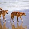 Dingo found 'deliberately decapitated' on K'gari - as horrified rangers launch an investigation
