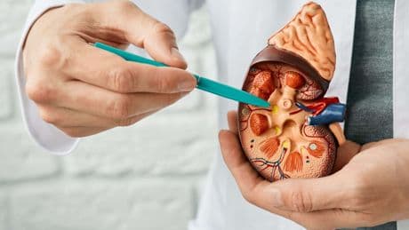 Study pinpoints reason why transplanted kidneys can be rejected, scientists say