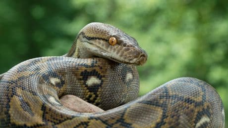 Python snake ‘at large’ as police issue urgent warning