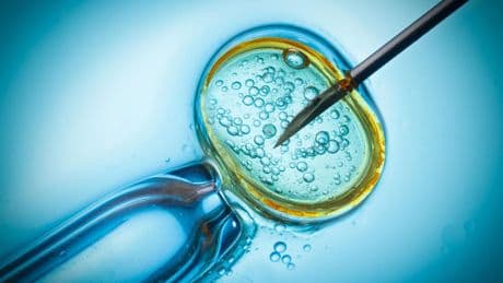 Embryon à trois ADN : une étude anglaise valide l’avancée scientifique du don de mitochondrie