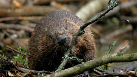 "Il restera toujours le plus fort": le castor peut-il cohabiter avec l'agriculture ainsi que la faune et la flore?
