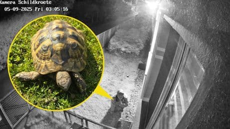 Er kam auf allen Vieren! - Maskierter klaut Kneipen-Schildkröte Fridolin