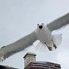 Attacking seagulls divebombing from roofs force posties to abandon their rounds over health and safety fears