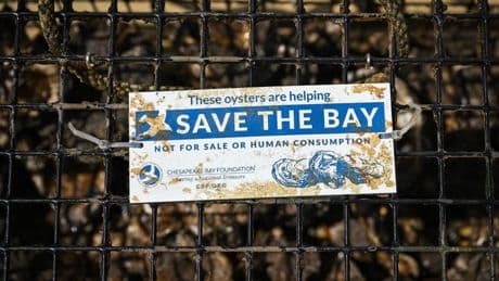 "Nous, les humains, détruisons tout": comment des volontaires américains veulent nettoyer les mers en utilisant des huîtres