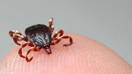 Havalar ısındı, kene korkusu başladı: Erken belirti hayat kurtarıyor