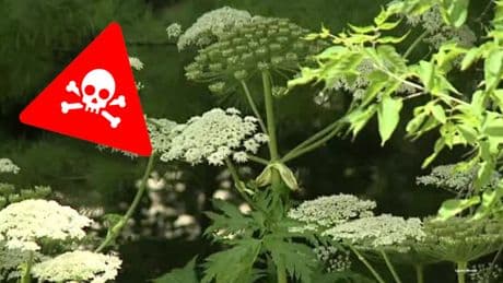 Im Juli blüht sie: Eine Pflanze ist im Sommer besonders gefährlich