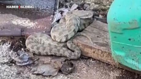 Türkiye'nin en zehirlisi Adana'da görüntülendi: "Muhtemelen su içiyor"