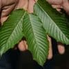 Kratom: Darum warnen Behörden vor diesem pflanzlichen Mittel