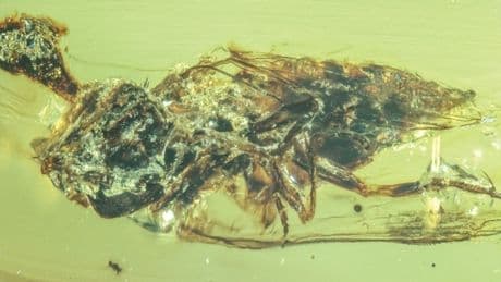 The Last of Us zombie fungus hijacked minds even as early as dinosaur era, scientists find