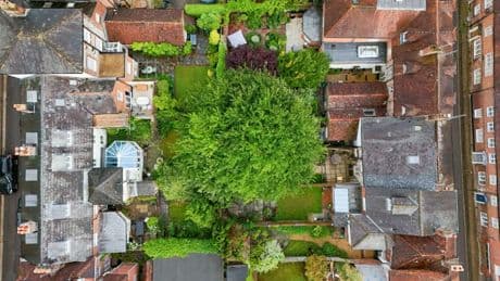 Huge ‘Jack & the Beanstalk’ tree towers over our homes – it’s grotesque & irresponsible… but council won’t chop it down
