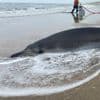 Twee spitssnuitdolfijnen overleden na aanspoelen op strand Heemskerk