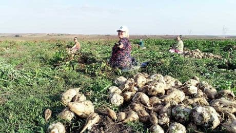 Pancar üreticisi zor durumda: Maliyete ezdirmeyecek bir alım fiyatı açıklanmalı