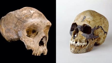 Un cráneo de una niña de hace 140.000 años, primera prueba del mestizaje de neandertales y sapiens