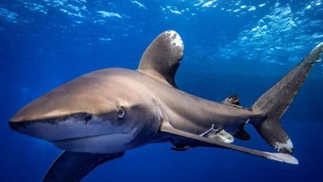 CITES Proposals Aim To Stop Shark Extinction Spiral