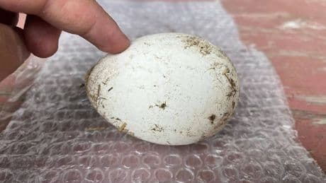 Karadenizlilerin yeni gelir kaynağı! Doğudan batıya, güneyden kuzeye… Türkiye’nin her yerinden sipariş yağıyor