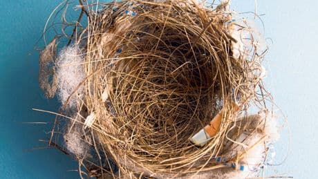 Waarom mussen graag peuken in hun nest leggen – en andere vormen van zelfmedicatie in de natuur