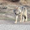 Recordaantal wolvenaanvallen op vee: 368 in drie maanden tijd