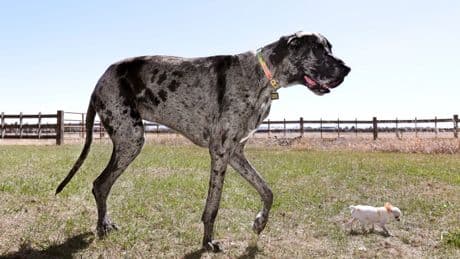 Incredible photos capture moment world’s tallest and shortest dogs size each other up