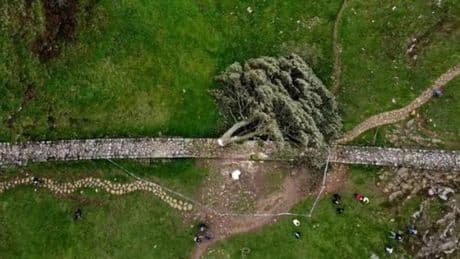 Gran Bretagna, abbattuto “l’albero di Robin Hood”: i due colpevoli finiscono in carcere