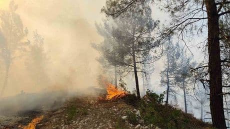 Balıkesir'de orman yangını! Havadan ve karadan müdahale sürüyor