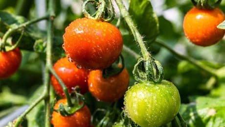 Tomatoes will grow 'anywhere' in garden with Alan Titchmarsh's technique