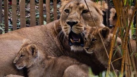 Kölner Zoo: Löwenbabys »nach sorgfältigen Abwägungen« kurz nach Geburt eingeschläfert