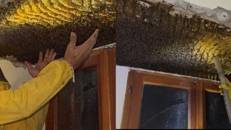 Rieti, scoperto un nido di oltre 100mila api in una casa. «Gli insetti erano presenti da più di 10 anni»