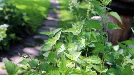 Nicht rausreißen: Eine Pflanze im Garten ist nützlicher als Sie denken