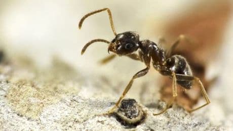 Invasive Ameisenarten unterwandern den Südwesten Deutschlands