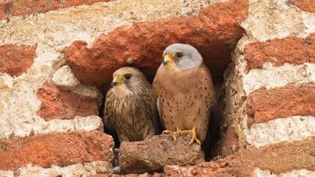Descubren un nido de cernícalos en la torre más antigua de la Basílica del Pilar de Zaragoza