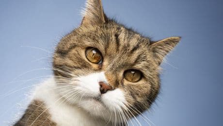 Kattenbak schoonmaken en muziek afspelen voor 77 euro per uur: assistent voor kantoorkat gezocht