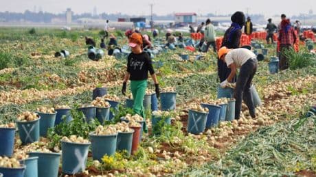 Adana’da üretiliyor, 18 TL’den kapış kapış satıyor! Doğanın antibiyotik kaynağı: Yaz kış tüketiliyor