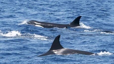 Una decena de orcas sorprende a un grupo de pescadores frente a la costa de Santurtzi: «La piel de gallina»
