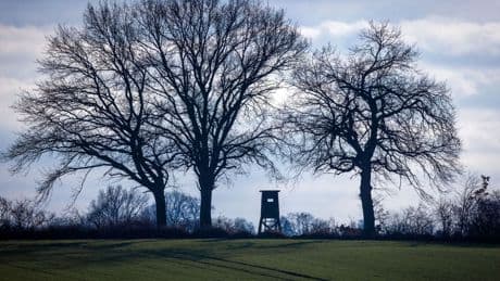 Keine Gefahr für den Menschen: Goldschakale in Niedersachsen bisher kein Problem