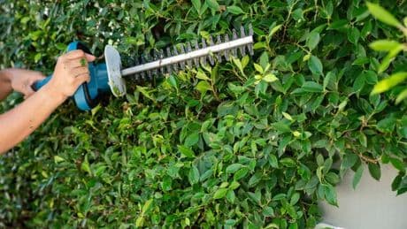Gardeners who trim hedges over bank holiday weekend could face prison