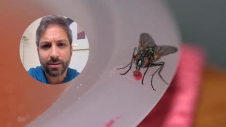 Álvaro Fernández, farmacéutico: ''Una mosca en tu comida puede ser un riesgo para tu salud. Estos insectos llevan consigo bacterias como Salmonella e incluso huevos de parásitos''