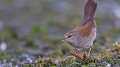 Artenvielfalt: Der Klimawandel bringt neue Vogelarten nach Deutschland
