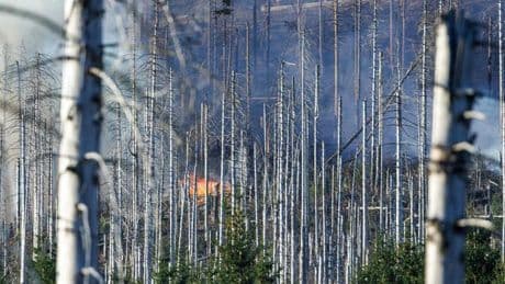 Dürre: Zahl der Waldbrände in Deutschland 2024 deutlich gesunken