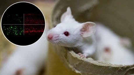 Litio, la nueva esperanza contra el alzhéimer: logran revertir la enfermedad y proteger el cerebro en laboratorio
