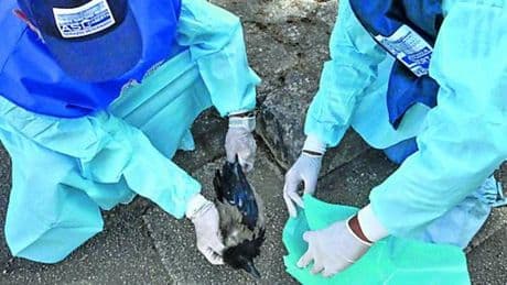 Trenta trappole contro il virus West Nile: “Monitoriamo uccelli e zanzare”