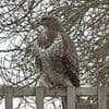 Dive-bombing buzzard's reign of terror forces primary school children inside at break times