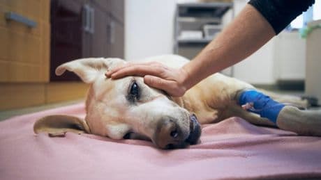 Why more people are choosing to put their pets down or give them up