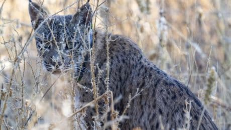 Uraclio, el lince ibérico detectado en Madrid que merodea por la región desde hace dos semanas