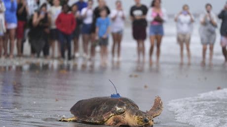 Sea turtle Dilly Dally released into the ocean with three flippers after undergoing amputation
