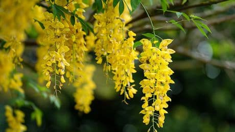 Diese Pflanzen sehen harmlos aus – sind aber giftig: Worauf Sie im Garten achten müssen